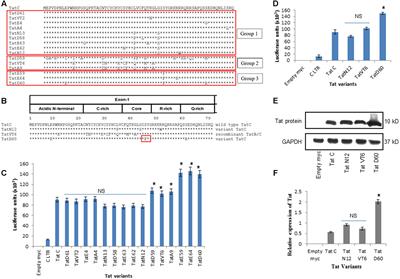 Impact of Genetic Variations in HIV-1 Tat on LTR-Mediated Transcription via TAR RNA Interaction